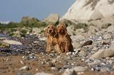 BASSET FAUVE DE BRETAGNE 047